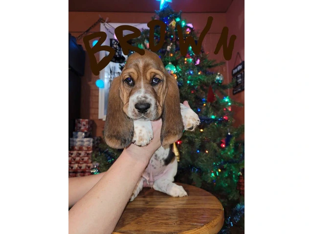 Basset hound puppies for sale - 2/5
