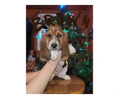 Basset hound puppies for sale - 2