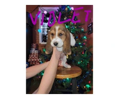 Basset hound puppies for sale - 3