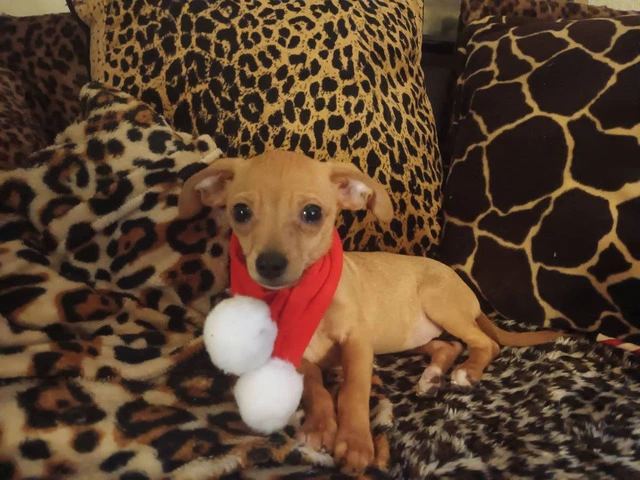 Chiweenie puppy for early Christmas - 1/8