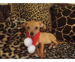 Chiweenie puppy for early Christmas