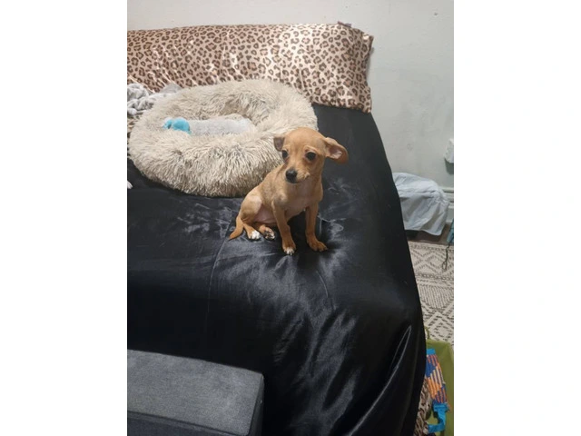 Chiweenie puppy for early Christmas - 3/8
