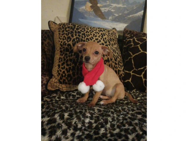 Chiweenie puppy for early Christmas - 4/8