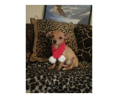 Chiweenie puppy for early Christmas - 4