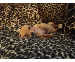 Chiweenie puppy for early Christmas - 5