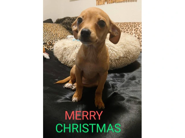 Chiweenie puppy for early Christmas - 8/8