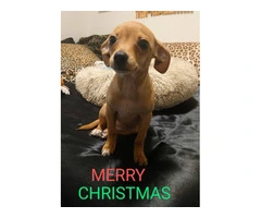 Chiweenie puppy for early Christmas - 8