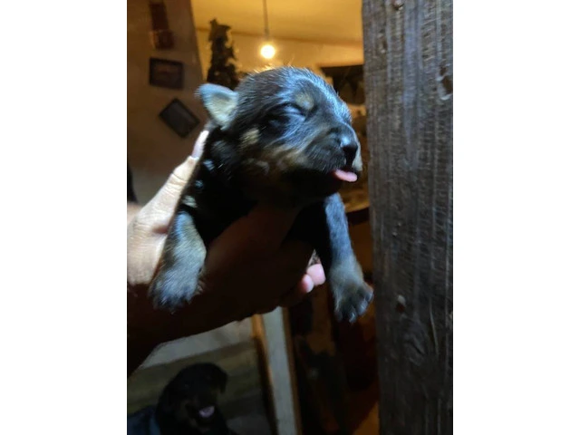 5 Rottweiler puppies available - 1/9