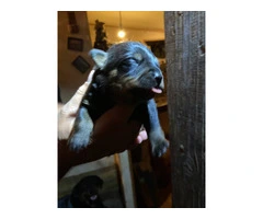 5 Rottweiler puppies available