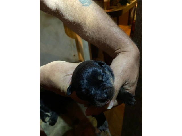 5 Rottweiler puppies available - 2/9