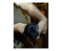 5 Rottweiler puppies available - 2