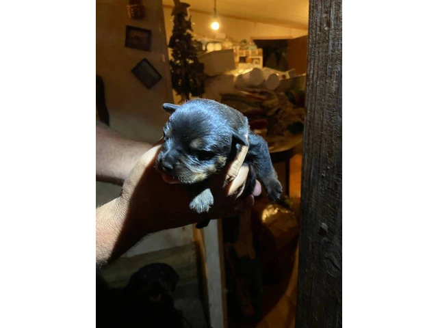 5 Rottweiler puppies available - 3/9