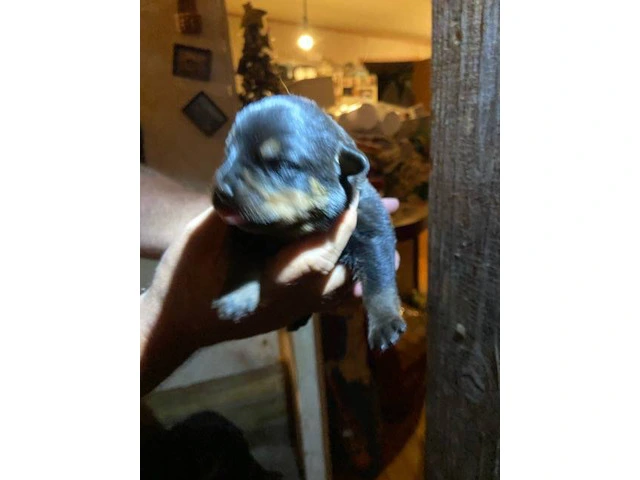 5 Rottweiler puppies available - 5/9