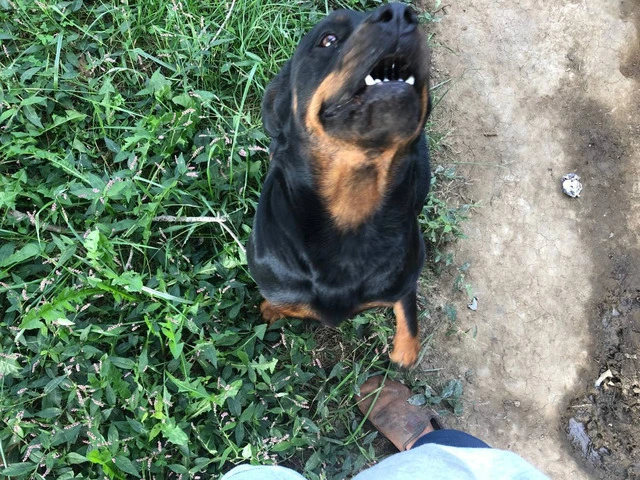 5 Rottweiler puppies available - 6/9