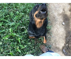 5 Rottweiler puppies available - 6