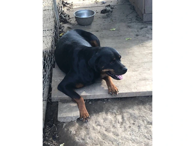 5 Rottweiler puppies available - 7/9