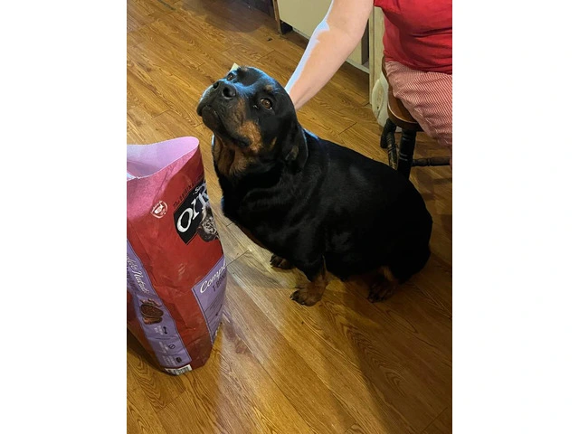 5 Rottweiler puppies available - 9/9