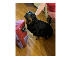 5 Rottweiler puppies available - 9