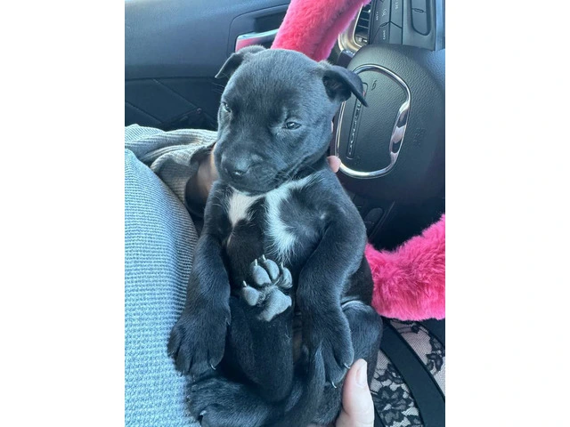 Rescued pit/lab mix puppies - 3/11