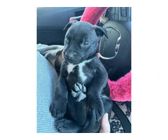 Rescued pit/lab mix puppies - 3