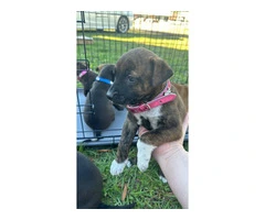 Rescued pit/lab mix puppies - 5