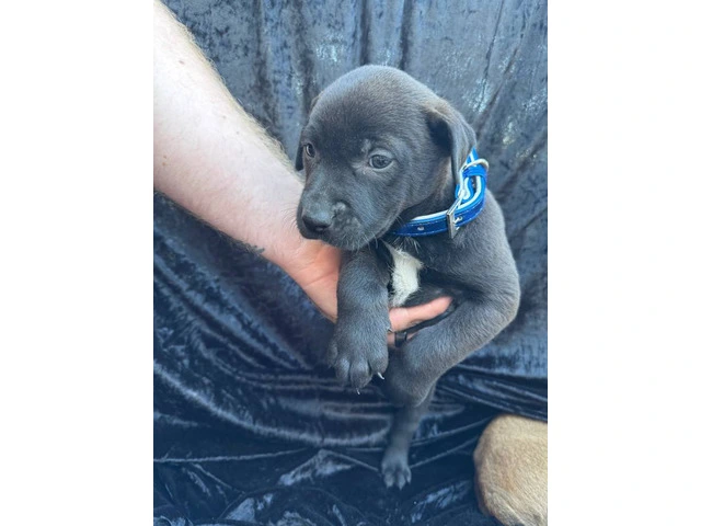 Rescued pit/lab mix puppies - 6/11