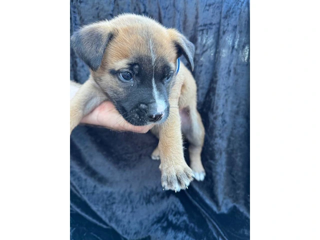 Rescued pit/lab mix puppies - 7/11