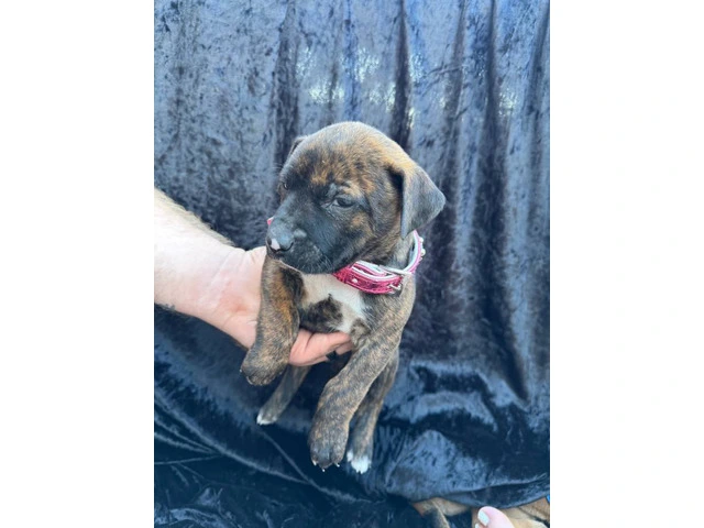 Rescued pit/lab mix puppies - 8/11