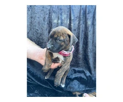 Rescued pit/lab mix puppies - 8