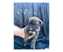 Rescued pit/lab mix puppies - 9