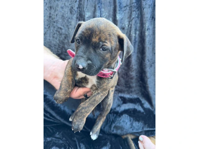 Rescued pit/lab mix puppies - 10/11