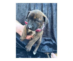 Rescued pit/lab mix puppies - 10