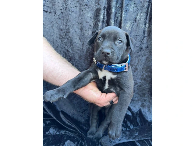 Rescued pit/lab mix puppies - 11/11