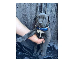 Rescued pit/lab mix puppies - 11