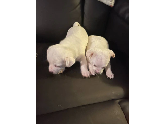10 weeks old Jack Chi puppies - 1/3