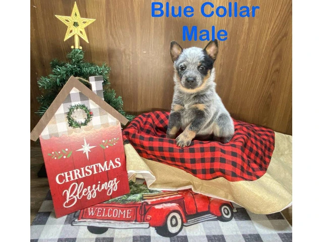 7 Blue heeler puppies for sale - 7/9