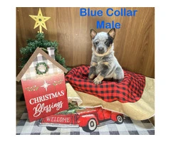 7 Blue heeler puppies for sale - 7