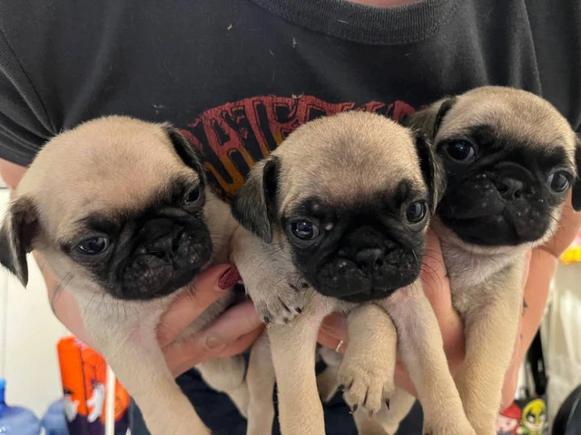 6 Pug puppies ready for Xmas - 1/6