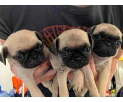 6 Pug puppies ready for Xmas - 1