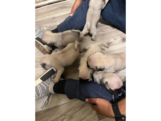 6 Pug puppies ready for Xmas - 3/6