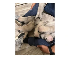 6 Pug puppies ready for Xmas - 3