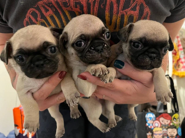 6 Pug puppies ready for Xmas - 4/6