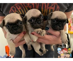 6 Pug puppies ready for Xmas - 4