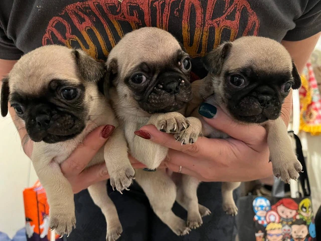 6 Pug puppies ready for Xmas - 5/6