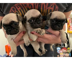 6 Pug puppies ready for Xmas - 5