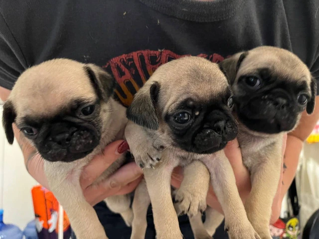 6 Pug puppies ready for Xmas - 6/6