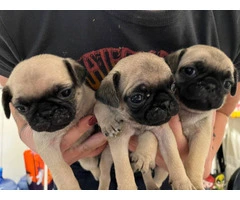 6 Pug puppies ready for Xmas - 6