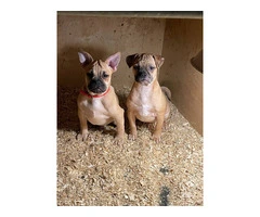 2 Frenchie Pug puppies needing home