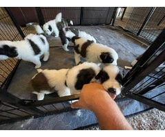 4 boy and 2 girl Saint Bernard puppies