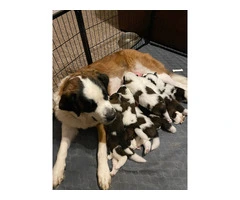 4 boy and 2 girl Saint Bernard puppies - 3